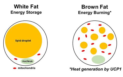 Brown Fat Flexes Its Muscle To Burn Energy Uc Berkeley Rausser