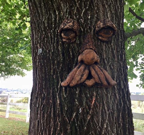Tree Faces The Garden And Patio Home Guide