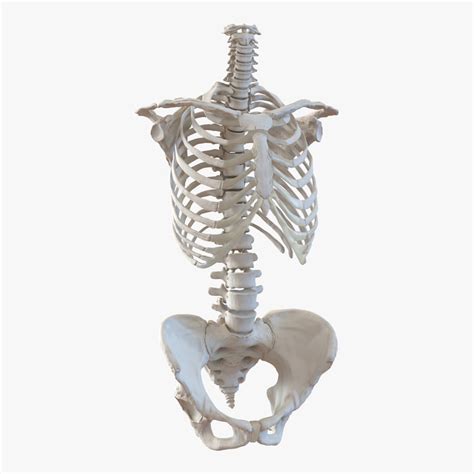 3ds Female Torso Skeleton