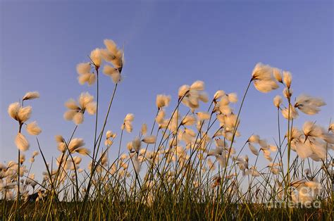 Cotton Grass Photograph By Willi Rolfes Fine Art America