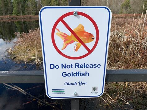 Do Not Release Goldfish Into Ponds Rivers Streams Utrca London