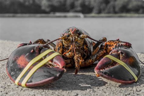 Thousands Of Lobsters Spill Onto Nova Scotia Highway Cottage Life