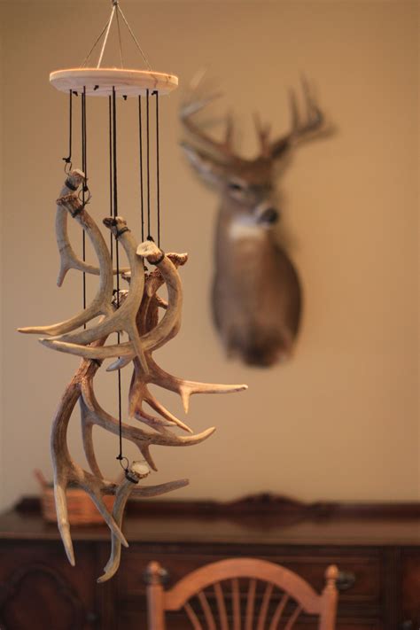 If You Are A Shed Hunter Or Have Some Antlers Around That May Not Have Reached The Status Of