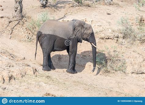 A Two Color African Elephant Stock Image Image Of Loxodonta Five 155934369