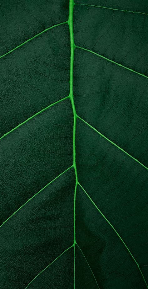 Leaf Macro Veins Green Plant Hd Phone Wallpaper Peakpx