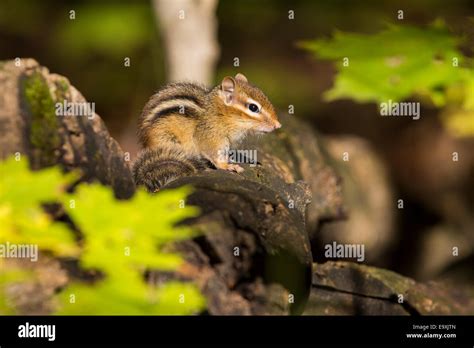 The Eastern Chipmunk Tamias Striatus In Fall Forest Stock Photo Alamy