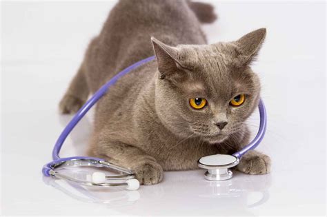 homepage feline medical clinic