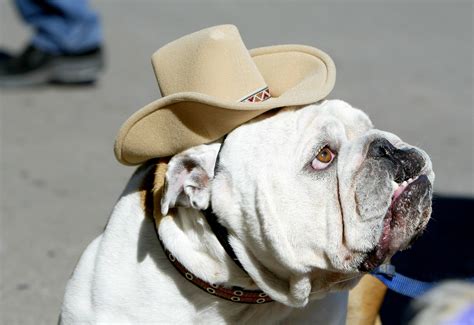 Puppy Cowboy Hat Vlrengbr