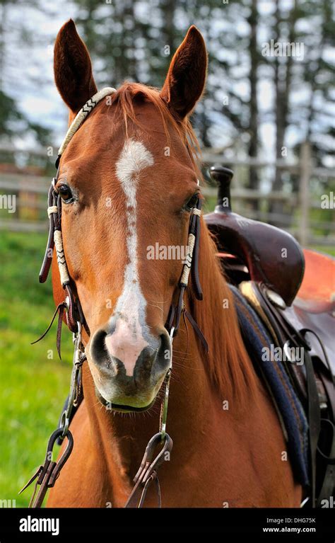 A Front View Portrait Of A Quarter Horse Alert Saddled And Ready To