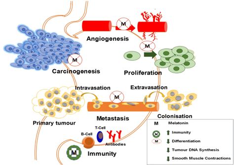 The Various Mechanisms Involved In Organized Anticancer Effects By