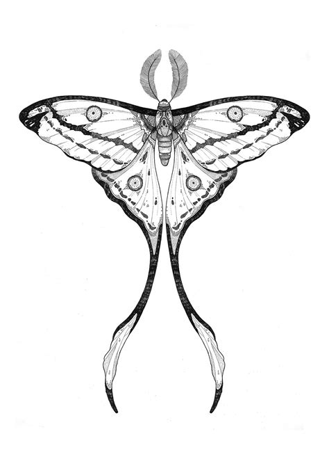 Comet Moth On Behance Moth Tattoo Design Moth Tattoo Tattoos