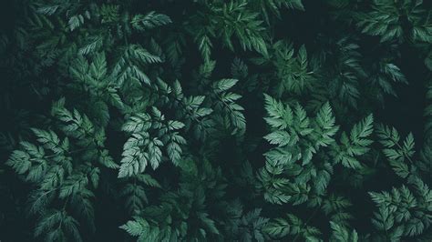 Leaves Green Plant Dark Shade 4k Hd Wallpaper
