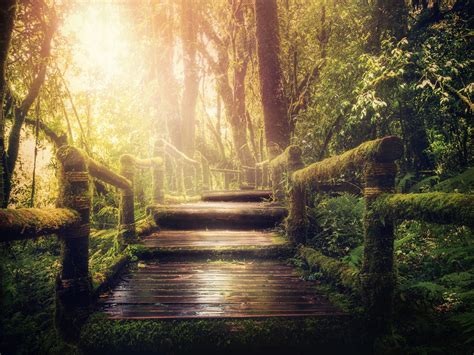 Wooden Stairs Wallpaper 4k Forest Jungle Green Trees Sunlight