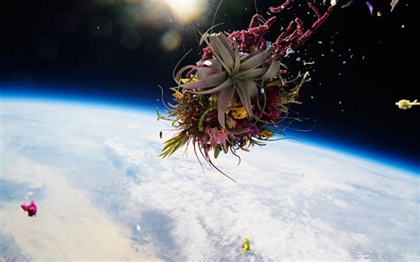 Japanese Flower Artist Sends Plants Into Space For Breathtaking Photo