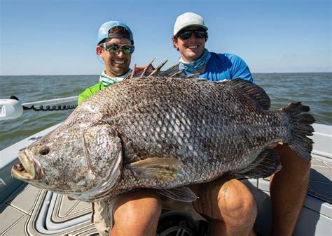 MSU biologists age large tripletail fish | Mississippi ...