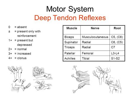 Image Result For Deep Tendon Reflex Chart Medical School Essentials