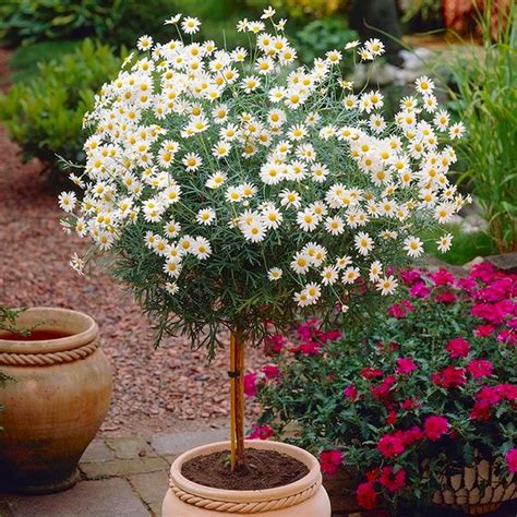 Marguerite Giant Daisy Trees Perfect For Patios Large Patio