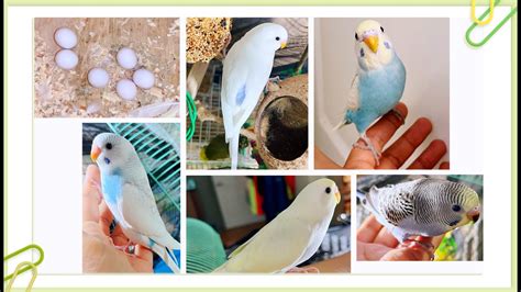 Baby Budgies Growth Stage Day 1 To Day 30 All Beautiful And Cute Youtube