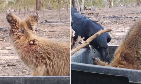Our purpose built north nowra veterinary hospital located on the nsw shoalhaven and south coast, with its state of the art equipment and dedicated team of professionals, was established in 1990 by dr. Ravens help remove ticks from a dying wallaby | Daily Mail ...