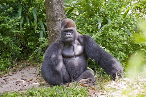 Silverback Gorilla Strength - Bing Images | Silverback gorilla strength, Silverback gorilla, Gorilla