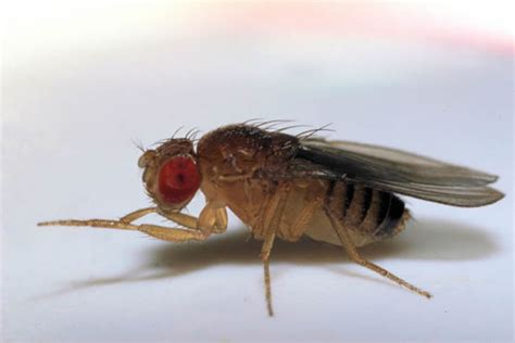 Sleep Deprivation Reduces Aggression And Mating Behavior In Fruit Flies