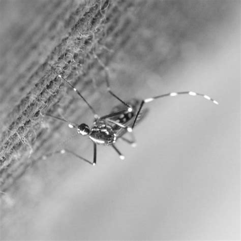 Photograph Of Aedes Albopictus Taken At The Jardin Zoologique In