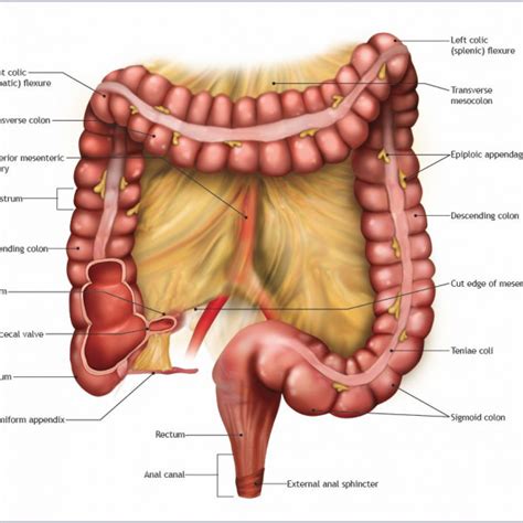 There is a safe and work desk, and the private bathroom comes with a bathrobe, slippers and hairdryer. Normal Colon Anatomy - TrialExhibits Inc.