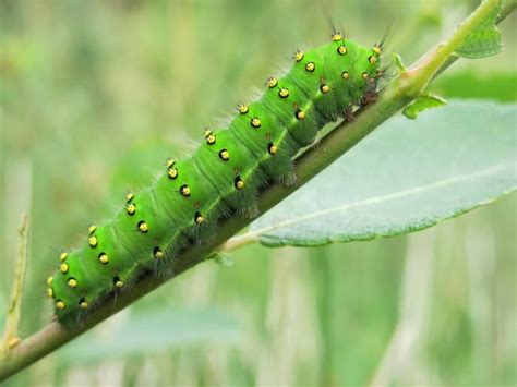Green Caterpillar Identification Guide 18 Common Types Owlcation