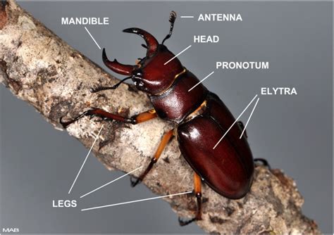 Coleoptera Bugwoodwiki