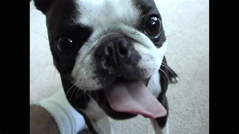 Funny Boston Terriers Funny Boston Terrier Dog Youtube With Images