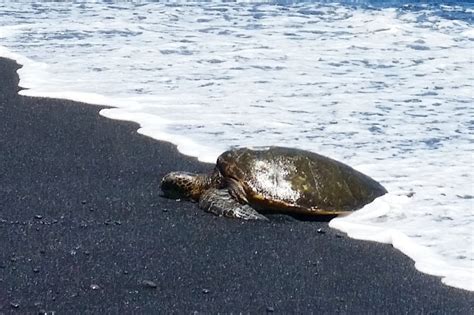 Punaluu Black Sand Beach Is The Turtle Beach Of The Big Island 🐢🌴