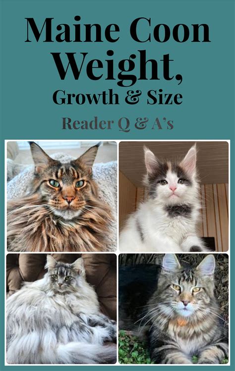 Maine Coon Weight Growth Size