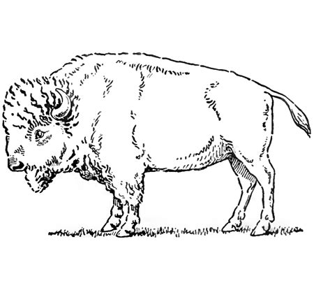 Shade small ovals for the nostrils and eye, and draw curved lines around them for texture. Drawing Buffalo - How to Draw Buffalo & Bison with Step by ...