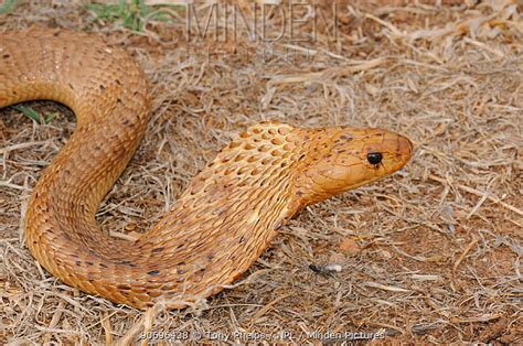 Minden Pictures Cape Cobra Naja Nivea Adult Female Alert Oudtshoorn