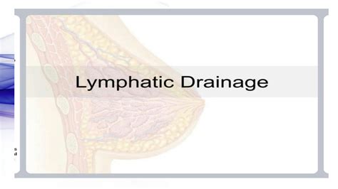 Solution Lymphatic Drainage Of Breast Gross Anatomy Studypool