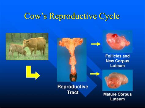 Ppt Male Reproductive Anatomy Of Cattle Powerpoint Presentation Free The Best Porn Website