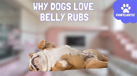 The Science Behind Why Dogs Love Belly Rubs Youtube
