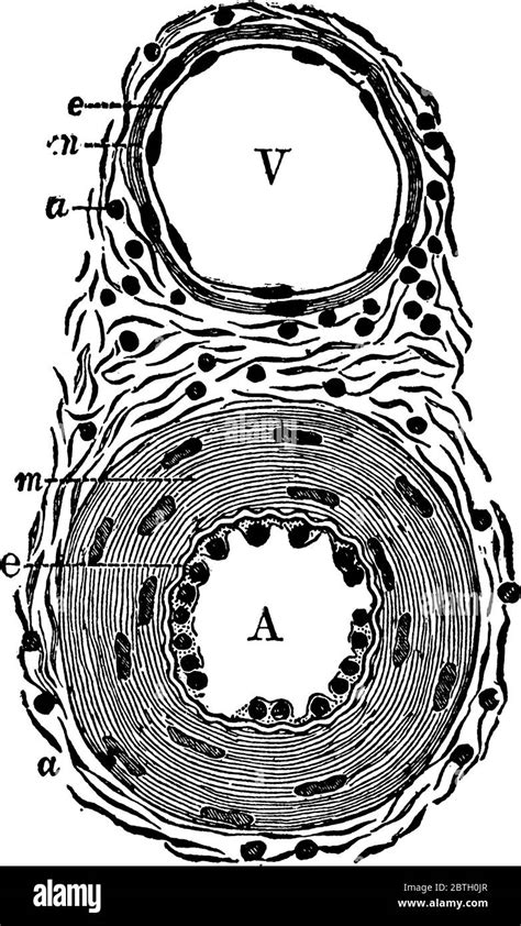 Transverse Section Artery And Vein Stock Vector Images Alamy