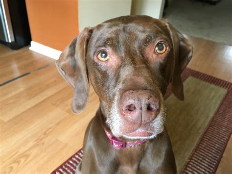 Click here to view vizsla dogs in california for adoption. Weimaraner Vizsla Cross Puppies Goldenacresdogs Com | Dog ...