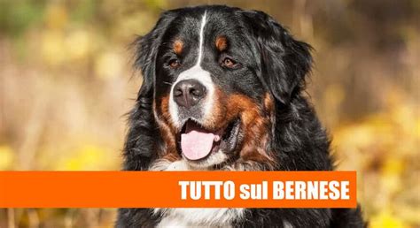 Bernese Guida Alla Razza Cani Da Lavoro Razze Di Cani Occhi Ambrati