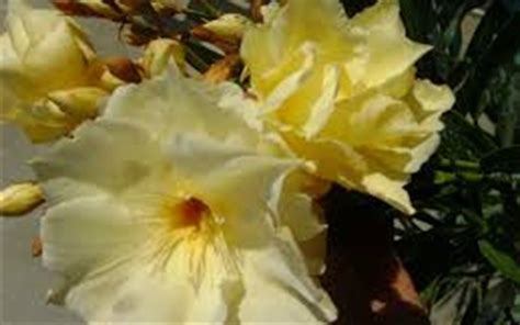 Double Yellow Oleander 3 Gallon Shrub Plants Gardener Direct