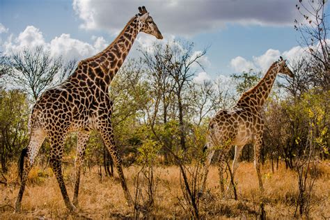 Wild Facts Sabi Sabi Private Game Reserve Giraffe