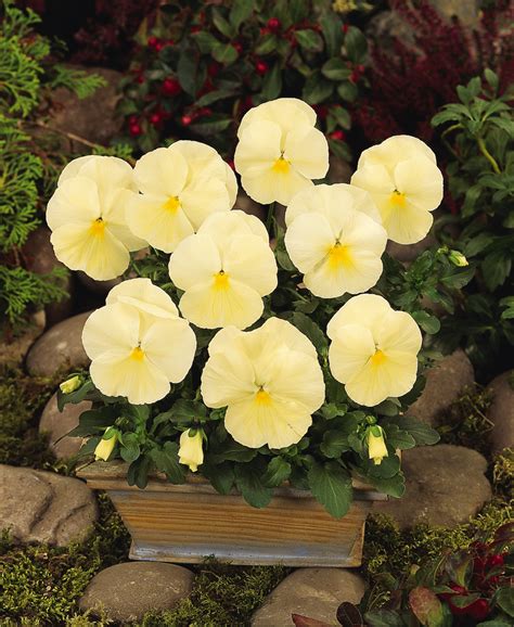 Pansy Matrix Clear Primrose Ball Australia