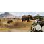 Best Time For Wildlife Safari In Africa  Enchanting Travels