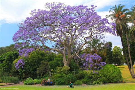 Jacaranda Mimosifolia Jacaranda Royal Sydney Botanic Gardens