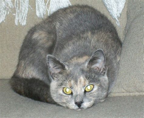 Gray Tortoiseshell Tabby Cat Best Cat Wallpaper