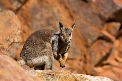 Explore Wildlife Of The Northern Territory On Holiday To Australia Goway