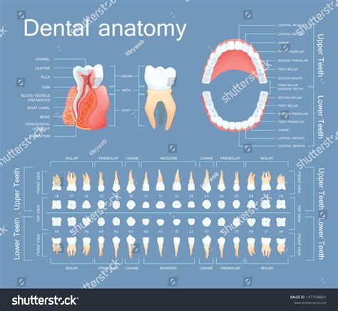 Human Dental Anatomy Tooth Anatomy Numbering Stock Vector Royalty Free