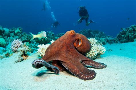 Octopuses Sometimes Punch Fish Out Of Spite Scientists Say The