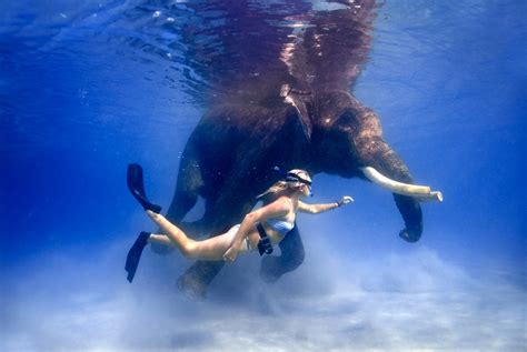 Rajan The Swimming Elephant Of The Andaman Islands 4evertravel